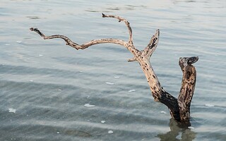 Un tronc d'arbre flotte depuis 120 ans !