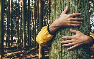 Améliorer son bien-être grâce aux arbres
