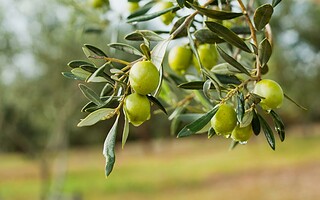 L’olive vous révèle ses 7 secrets !
