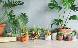 Les 6 incontournables pour un intérieur sain