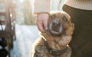 Prendre soin de son animal de compagnie en 5 leçons