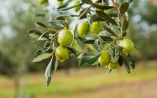 L’olive vous révèle ses 7 secrets 