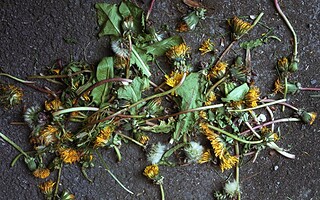 SOS mauvaises herbes : 5 recettes de désherbants naturels