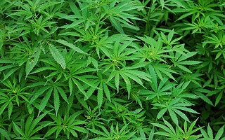 Cannabis : le montant de l'amende 