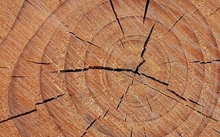 Comment reconnaître qu'un arbre est malade? 