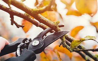 La taille des végétaux ? 