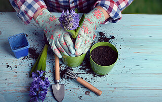 Quelles sont les plus belles fleurs et plantes à semer au printemps?