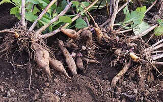 Découverte culinaire : la poire de terre