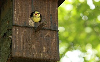 Construire un nichoir pour oiseaux