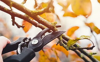 La taille des végétaux ? On commence dès mars