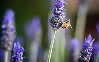 Tout savoir sur les insectes pollinisateurs