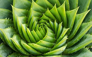 Tous les bienfaits magiques de l'Aloe vera