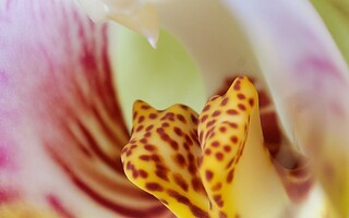 Les plus belles fleurs du monde
