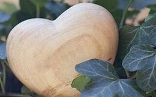 Coup de coeur : les plantes qui dépolluent nos maisons !