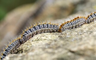 La chenille processionnaire : que faut-il savoir ?