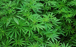 Cannabis : le montant de l'amende ?