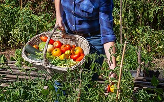 Locavore : quels sont les principes de ce mouvement ?