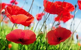 Le célèbre coquelicot