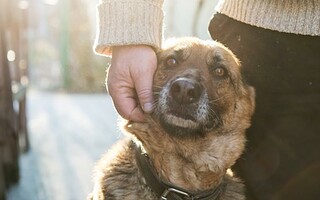 Prendre soin de son animal de compagnie en 5 leçons