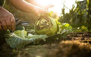 Potager en permaculture : 6 étapes pour s'y mettre