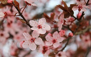 Coup de coeur : la fleur de Sakura