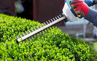 Jardinage : comment tailler ses haies dans les règles