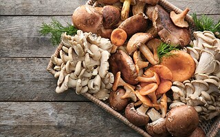 Tout savoir sur la cueillette des champignons