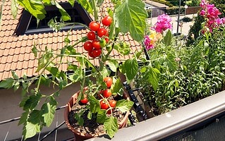 10 légumes faciles à faire pousser en pot