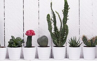 Comment entretenir ses cactus ?