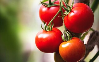 A quelle période préparer ses plants de tomates ?