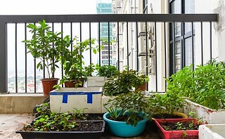 Mon premier potager en 6 leçons