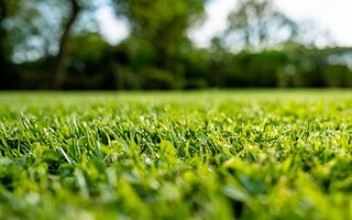 Comment entretenir sa pelouse quand il fait chaud ?