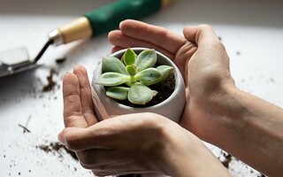 Prendre soin de ses plantes : 6 conseils bien utiles