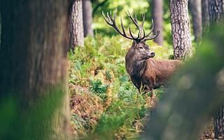 Cerfs, daims et chevreuils : comment les différencier ?