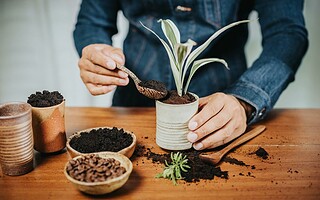 Marc de café : comment l'utiliser à la maison et dans le jardin ?