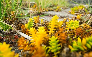 Indispensables du jardin : 6 plantes couvre-sols