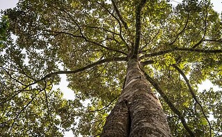 50 millions d'arbres plantés en 24 heures !
