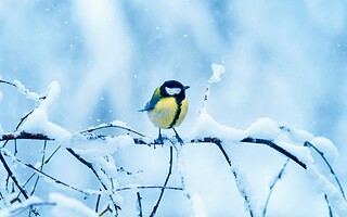 Qui sont les petits oiseaux de nos jardins ?