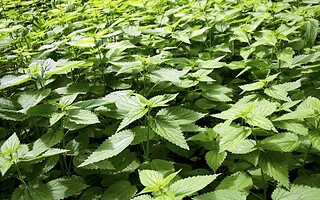 L'Ortie, une plante qui nous veut du bien