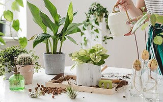 5 plantes vertes pour décorer son intérieur