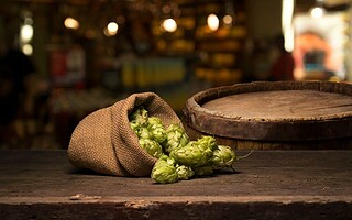 Culture du houblon : 10 choses à découvrir