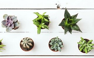 7 idées déco avec des plantes succulentes