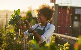 Les gestes éco-responsables à adopter dans le jardin
