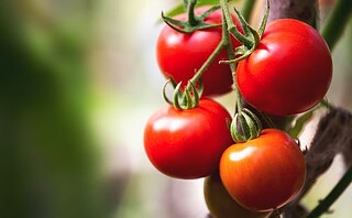 A quelle période préparer ses plants de tomates ?