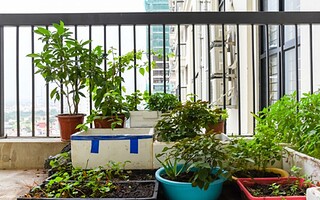 Mon premier potager en 6 leçons