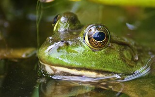 Les espèces exotiques envahissantes ou intrusives