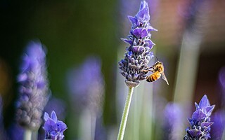 Tout savoir sur les insectes pollinisateurs