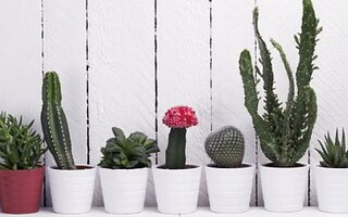 Comment entretenir ses cactus ?