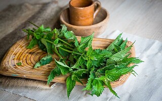 Quelles sont les vertus de l'ortie, la plante à tout faire ?