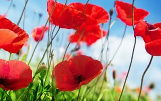 Découvrez le célèbre coquelicot